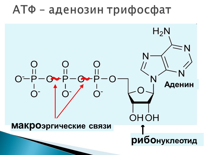 АТФ – аденозин трифосфат